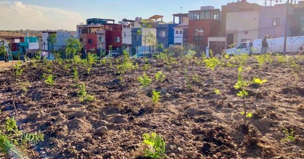 Desarrolla administración municipal de San Miguel de Allende bosques urbanos de alta densidad